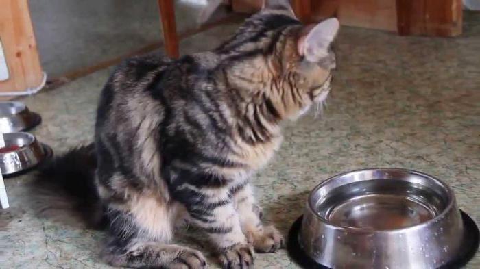 kodėl kačiukas geria maţai vandens