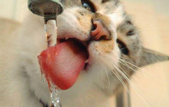 katė negeria vandens