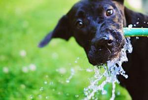 Šuo geria daug vandens: priežastis, norma