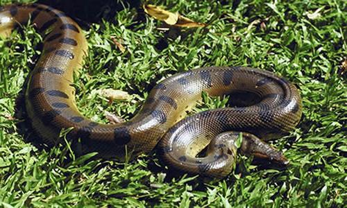 Kodėl gyvatės svajonė apie kramtymą ar norą skubėti?