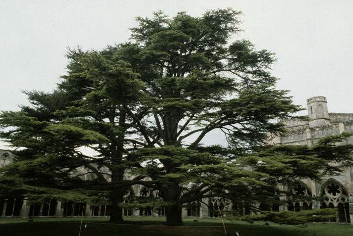 Libano herbas. Kokį medį pavaizduoja Libano ginklai?