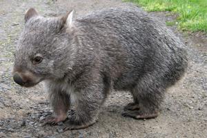 Kangaroo, koala ir "Wombat" yra nuostabios Australijos sviržiais